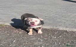 Olde English Bulldogge dogs for sale: Harley looking for new home - Image 3
