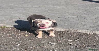 Olde English Bulldogge dogs - Advert 5