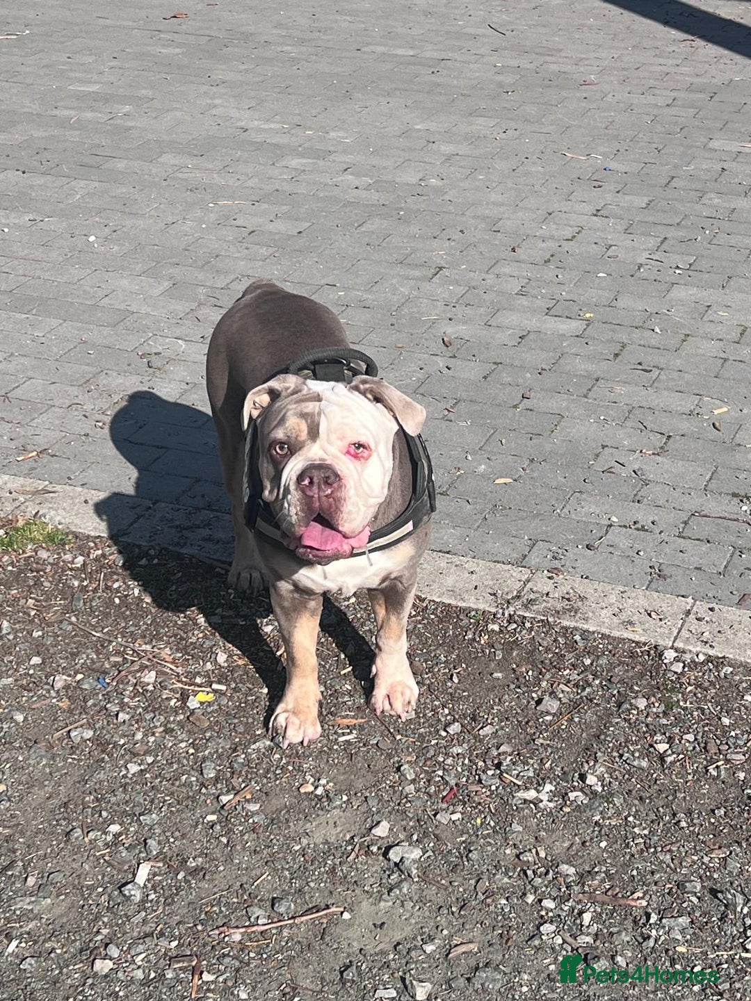 Olde English Bulldogge dogs for sale: Harley looking for new home - Image 3