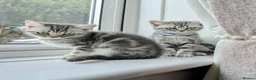 British Shorthair cats for sale: British Shorthair silver Tabby  KITTENS - Advert 2