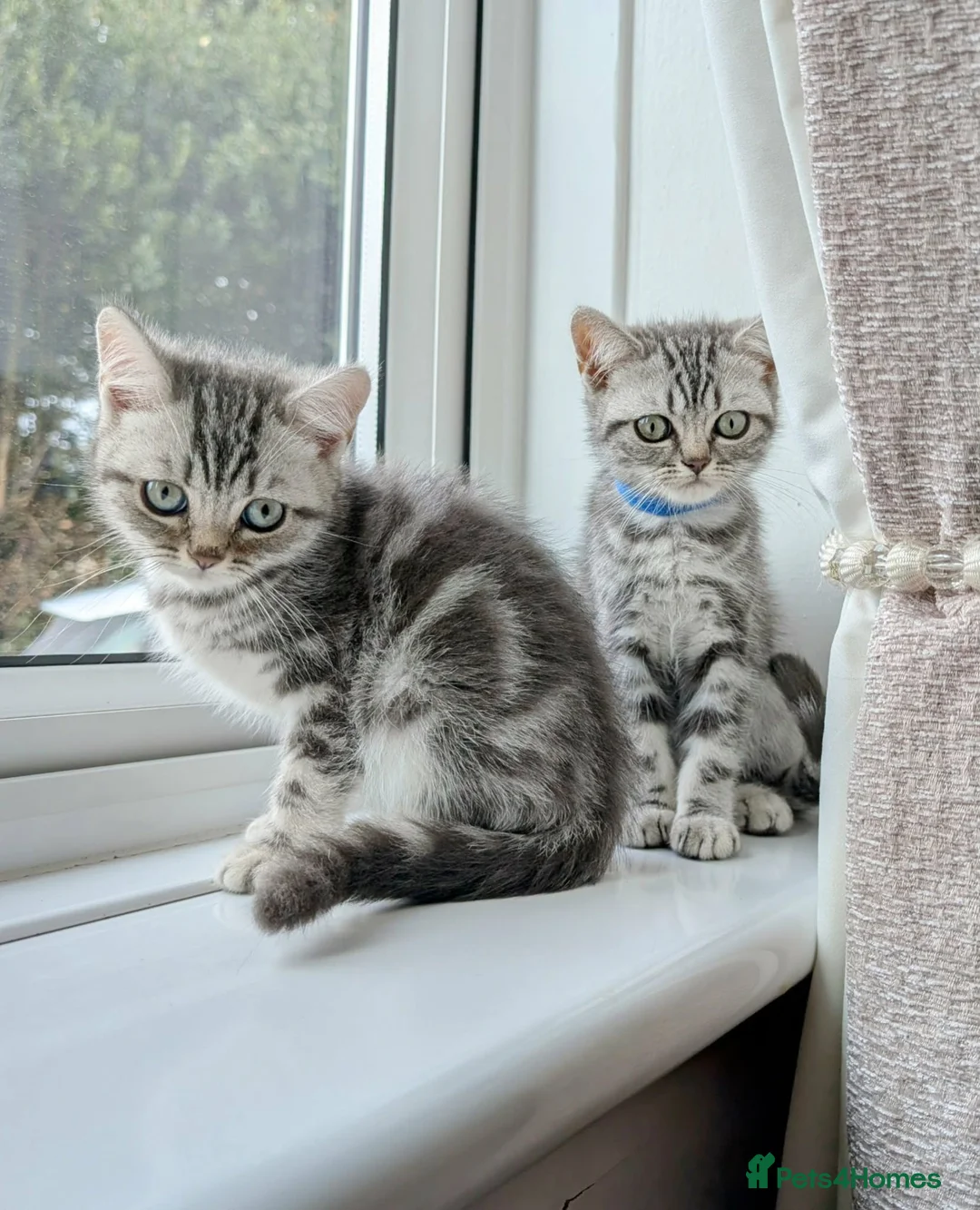 British Shorthair cats for sale: British Shorthair silver Tabby  KITTENS - Advert 2