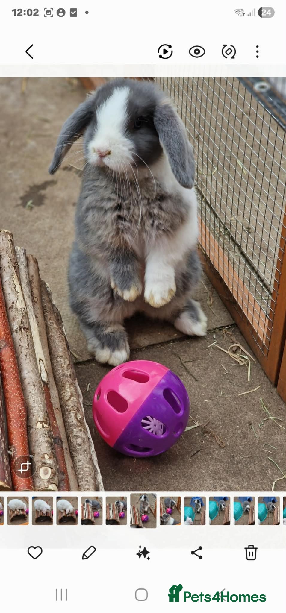 Mini Lop rabbits Beautiful Mini Lops 7 weeks Ready to Reserve Now - Advert 1