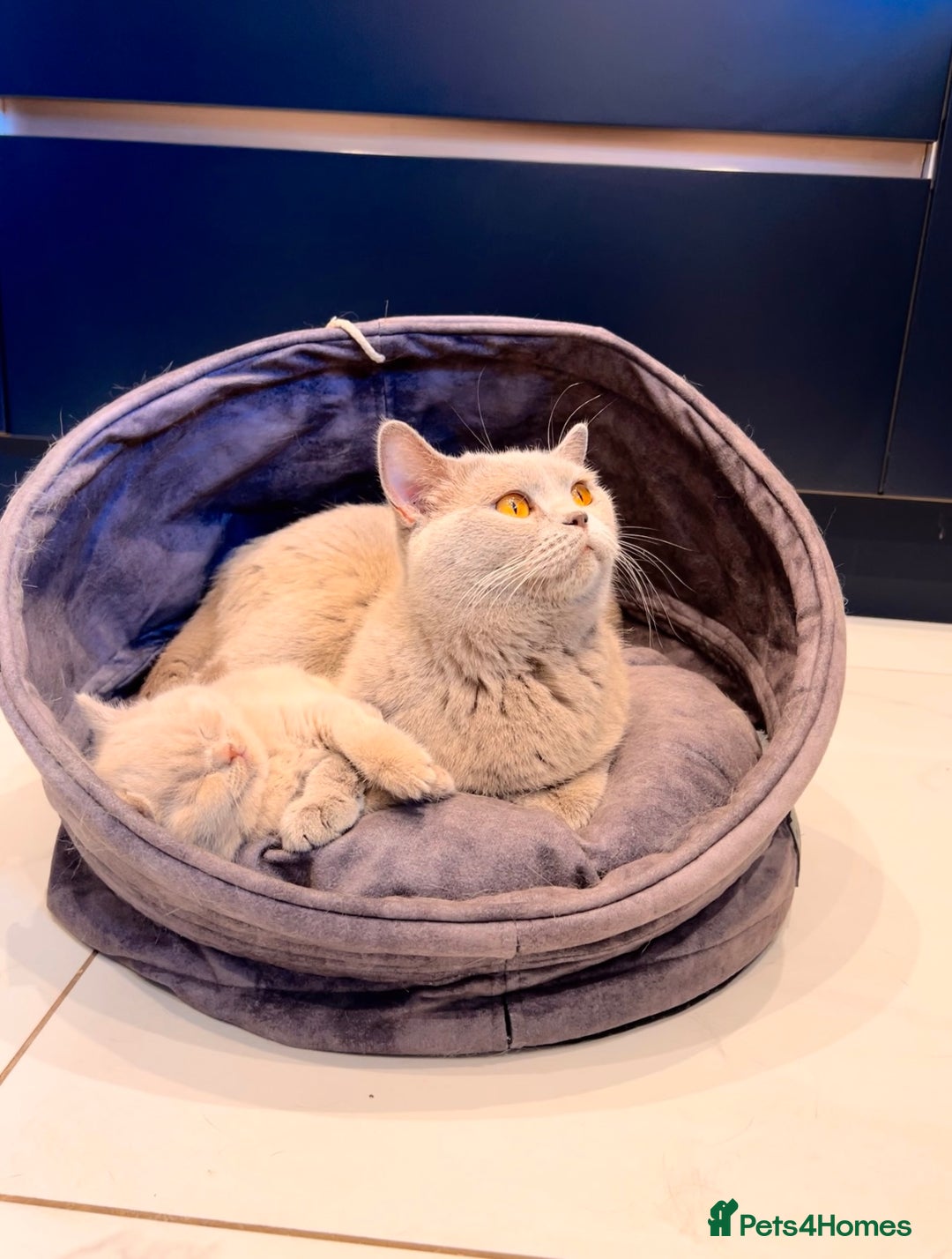 British Shorthair cats for sale: 🌈 GCCF fawn/blue 🏆Champion🏆 BSH teddy bears 🌈 - Advert 5