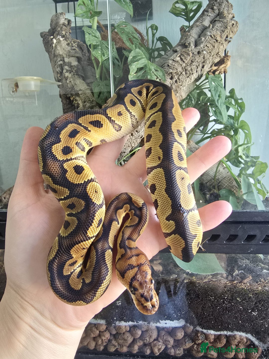 Python Snake reptiles for sale: Ball pythons - Image 14