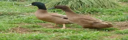 Ducks poultry for sale: Khaki Campbell Ducks - Advert 1