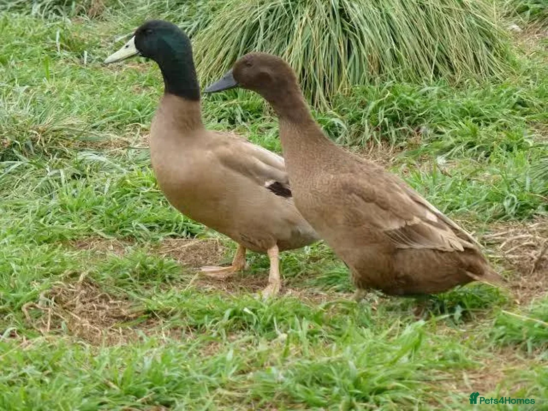 Ducks poultry for sale: Khaki Campbell Ducks - Advert 1