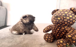 Pomsky dogs for sale: 3 girl pomskys for sale!  - Image 9