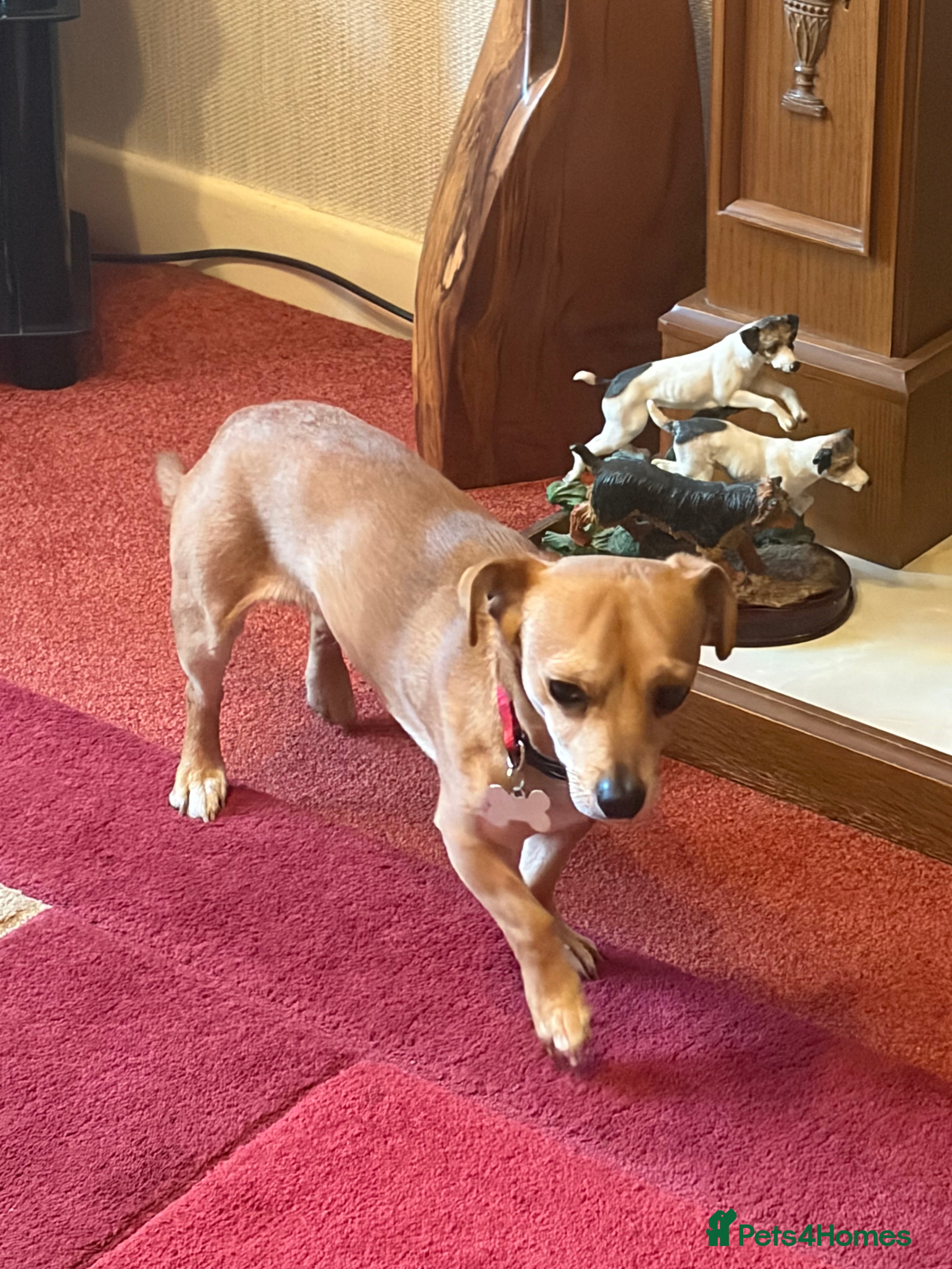 Jack Chi dogs Jack chi ready for stud - Advert 13