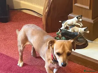 Jack Chi dogs Jack chi ready for stud - Advert 13