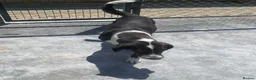 Mixed Breed dogs for adoption: Elin, 2-3 yrs old. Available for adoption. - Advert 7