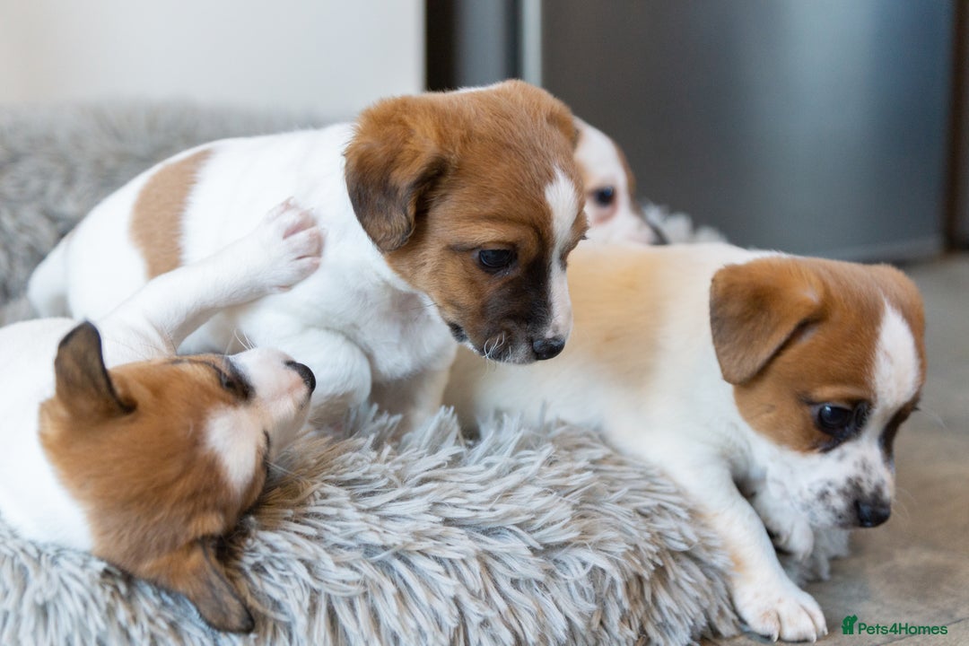 Jack Russell dogs for sale: Jack Russell puppies - Image 13