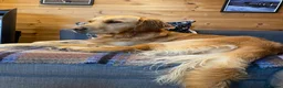 Golden Retriever dogs for sale: Premium Golden Retriever Puppies - Advert 5