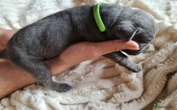Cane Corso dogs for sale: Cane corso puppies  - Image 2