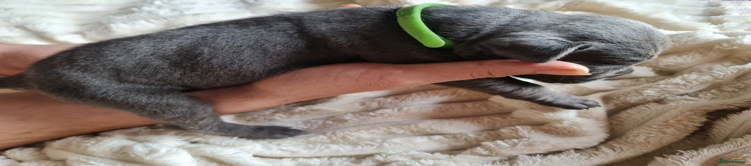Cane Corso Puppy 6