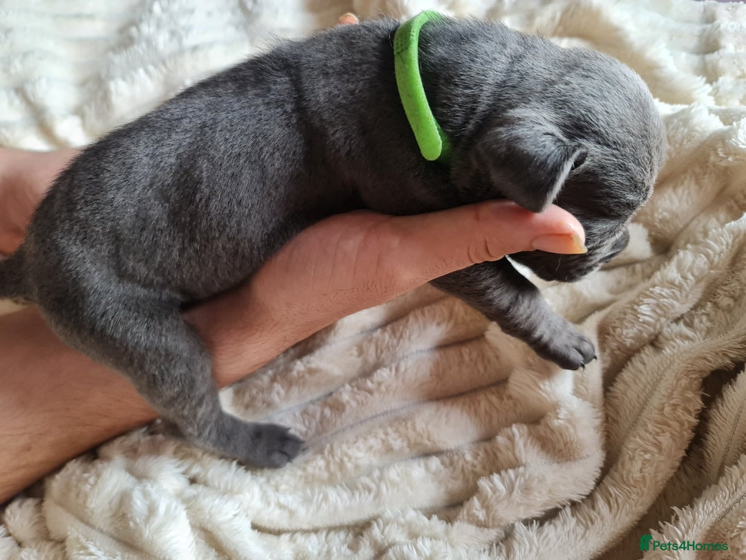 Cane Corso dogs for sale: Cane corso puppies  - Image 2