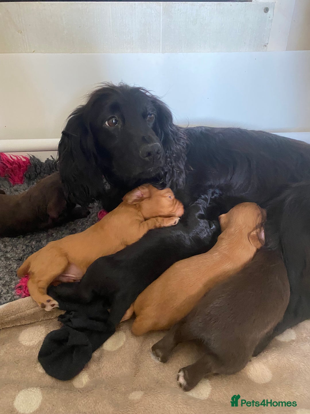 Cocker Spaniel dogs for sale: Gorgeous Cocker puppies  - Image 6
