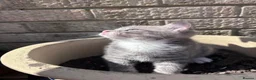 Mixed Breed cats for sale: ✨🩷💜🐾✨ Blue Tabby Girl Ready Now ✨🩷💜🐾✨  - Advert 4