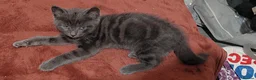 Mixed Breed cats for sale: Three beautiful mixed kittens looking for home - Advert 7