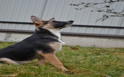 Mixed Breed dogs for adoption: ❤️🐶Busia- 6(7) month lower-medium girl ❤️🐶 - Advert 23