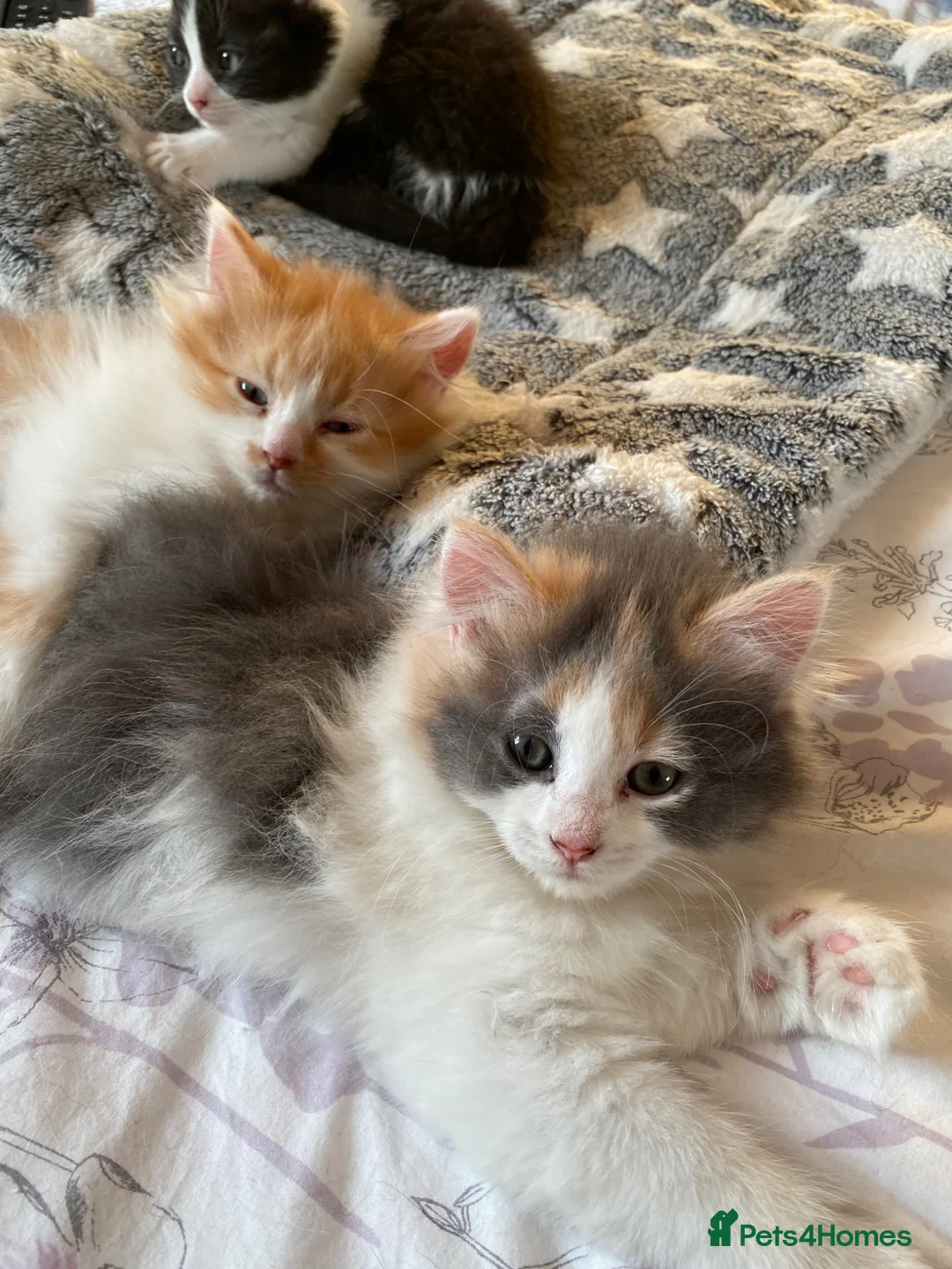 British Shorthair cats for sale: Beautiful Bundles of Fluff British Shorthair cross - Advert 2