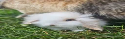 Lionhead rabbits for sale: Lion Lop babies (4 left) READY NOW - Advert 5