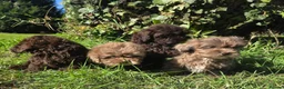 Shihpoo dogs for sale: Ready now toy shihpoos vaccinated. - Advert 34