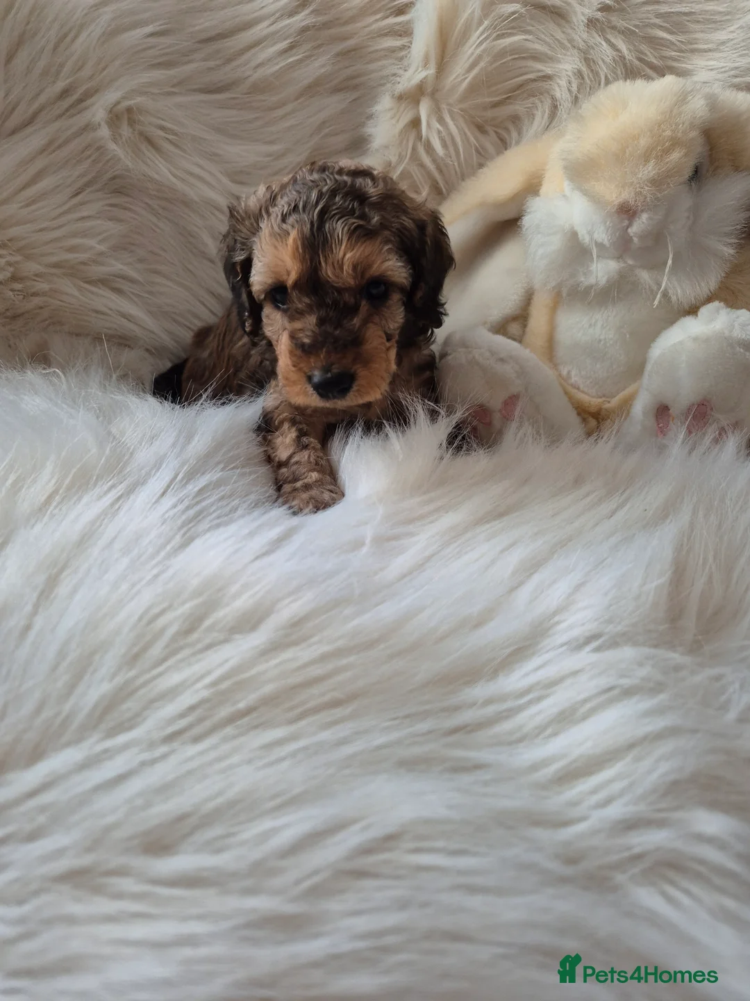 Cockapoo dogs for sale: F1B COCKAPOO PUPPIES  - Advert 7