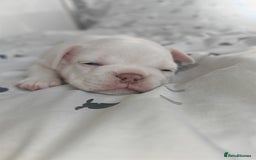 French Bulldog dogs for sale: French bulldog , merle, platinum, fluffy carriers. - Image 3