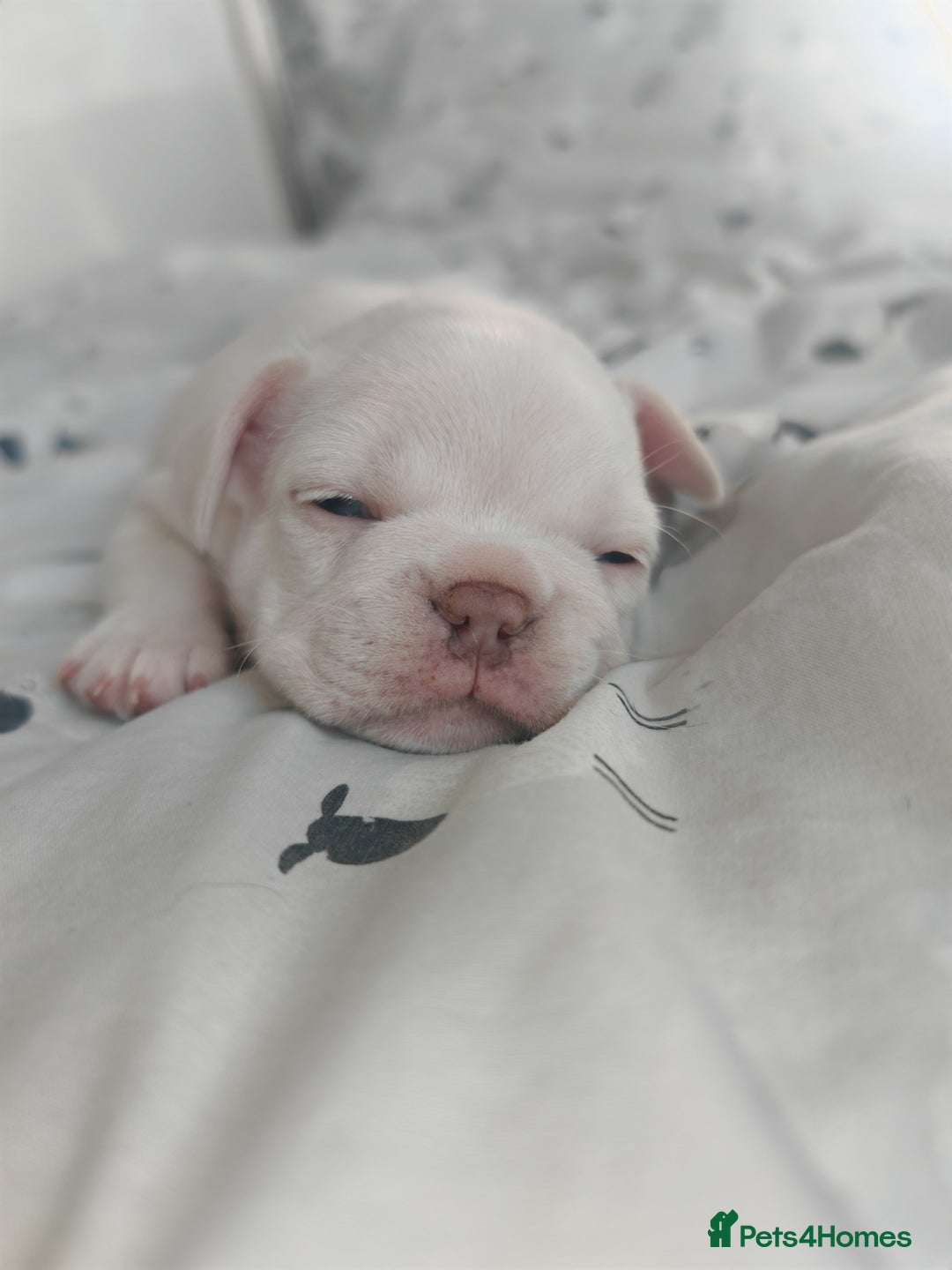 French Bulldog dogs for sale: French bulldog , merle, platinum, fluffy carriers. - Image 3