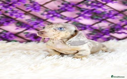 Miniature Dachshund dogs for sale: Ready now  - Advert 8