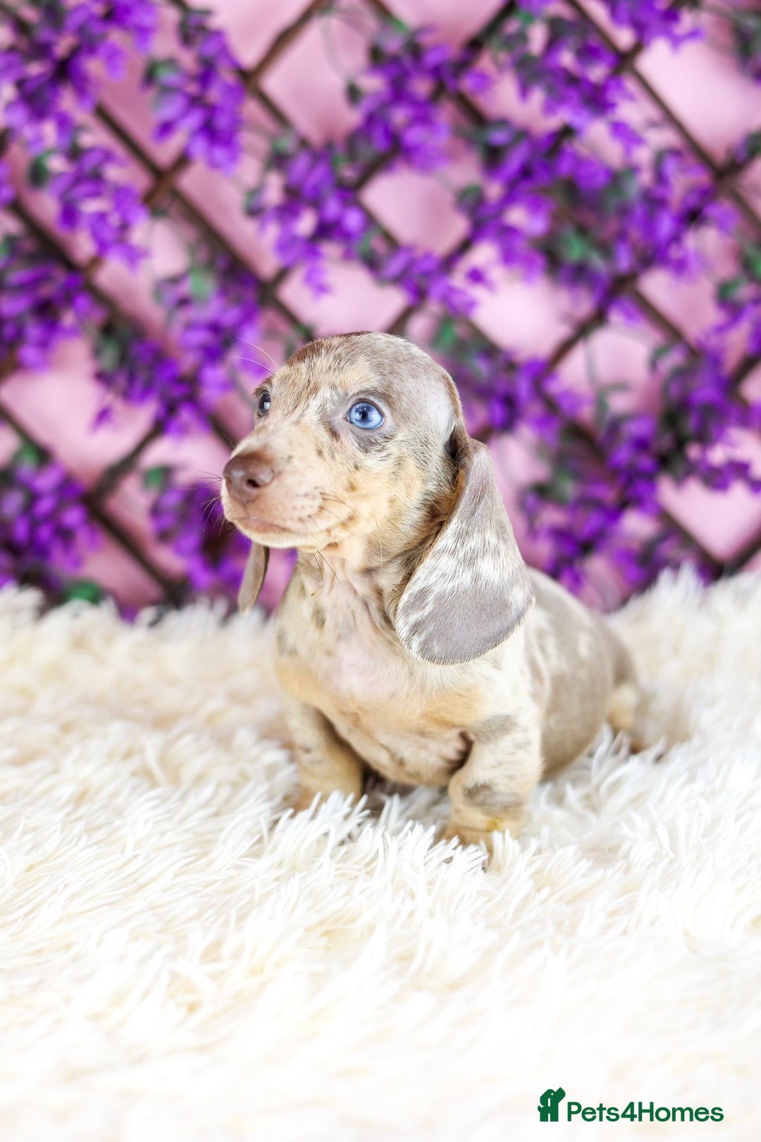 Miniature Dachshund dogs for sale: Ready now  - Advert 8