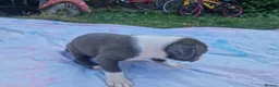 Staffordshire Bull Terrier dogs for sale: Staffordshire bully puppies  - Advert 20