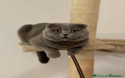 Scottish Fold cats for sale: Cappuccino Scottish fold-Reluctant sale - Advert 10