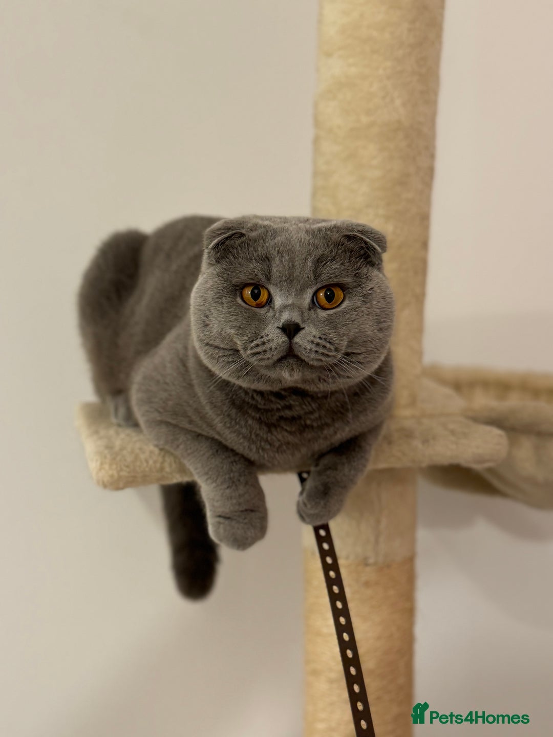 Scottish Fold cats for sale: Cappuccino Scottish fold-Reluctant sale - Advert 10