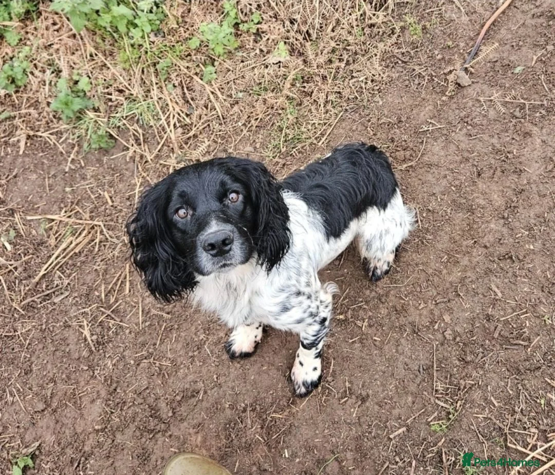 English Springer Spaniel dogs for sale: Working Springer Spaniel - Advert 15