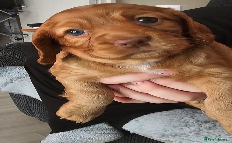 Cocker Spaniel dogs Tan female cocker spaniel - Advert 10