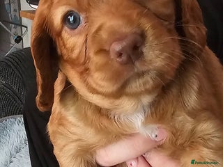 Cocker Spaniel dogs Tan female cocker spaniel - Advert 12