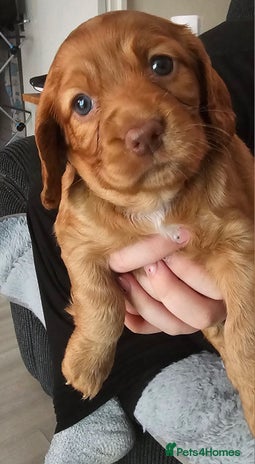 Cocker Spaniel dogs Tan female cocker spaniel - Advert 10