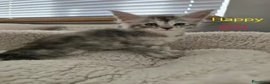 Maine Coon 9