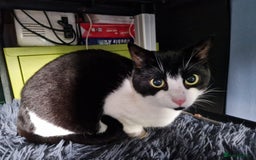 British Shorthair cats for sale: A Confident Velcro Cat Looking for Their Person - Image 1
