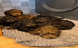 Cockapoo dogs for sale: LOVELY HEALTH TESTED F1 COCKERPOOS - Image 1