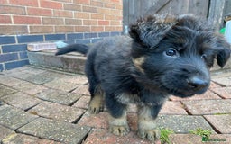 German Shepherd dogs for sale: READY TO GO Long Haired German Shepherd Puppies - Image 11