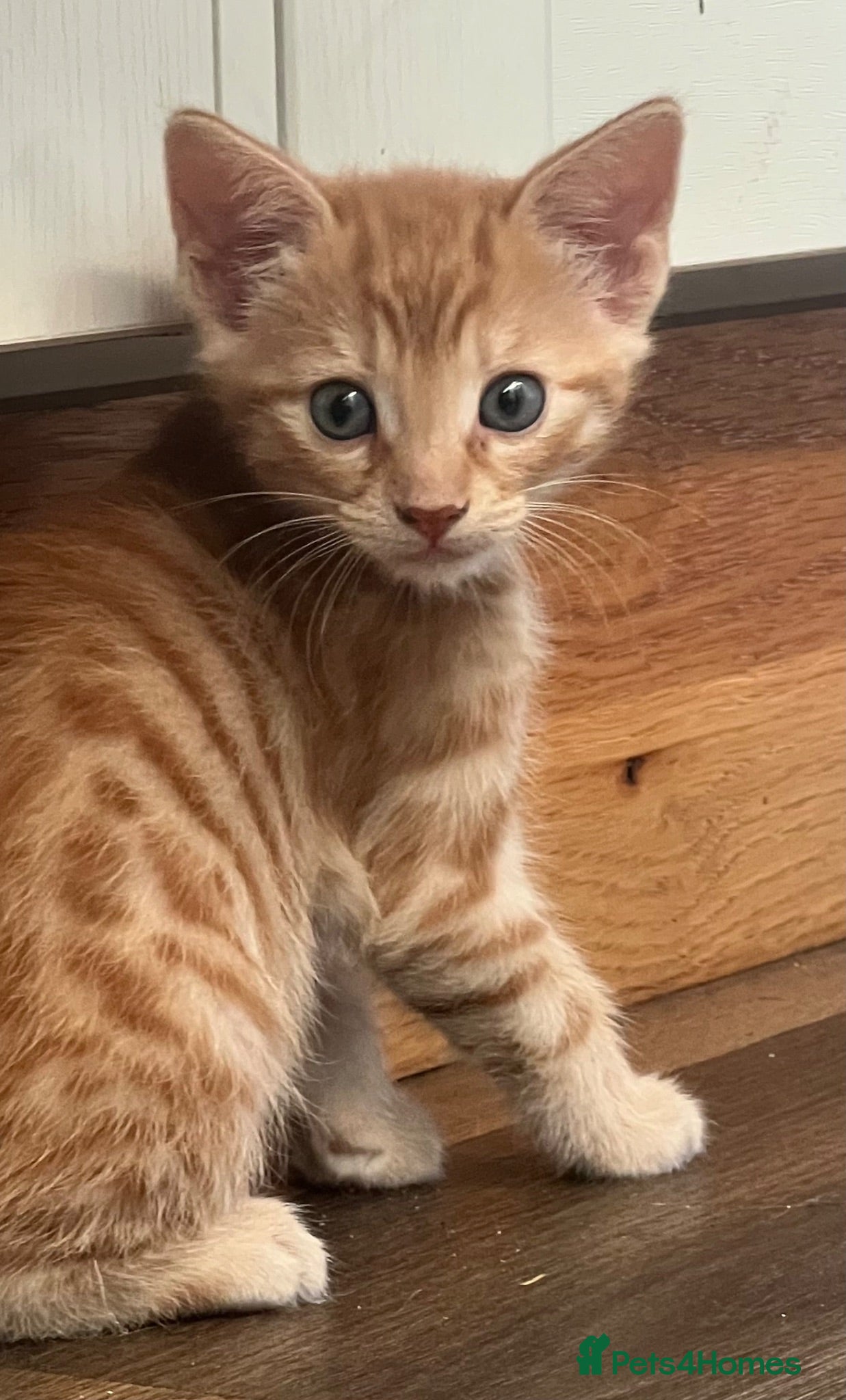 Mixed Breed cats Ready to leave now  - Advert 2