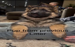 German Shepherd dogs for sale: Beautiful purebred German shepherd puppies - Image 35