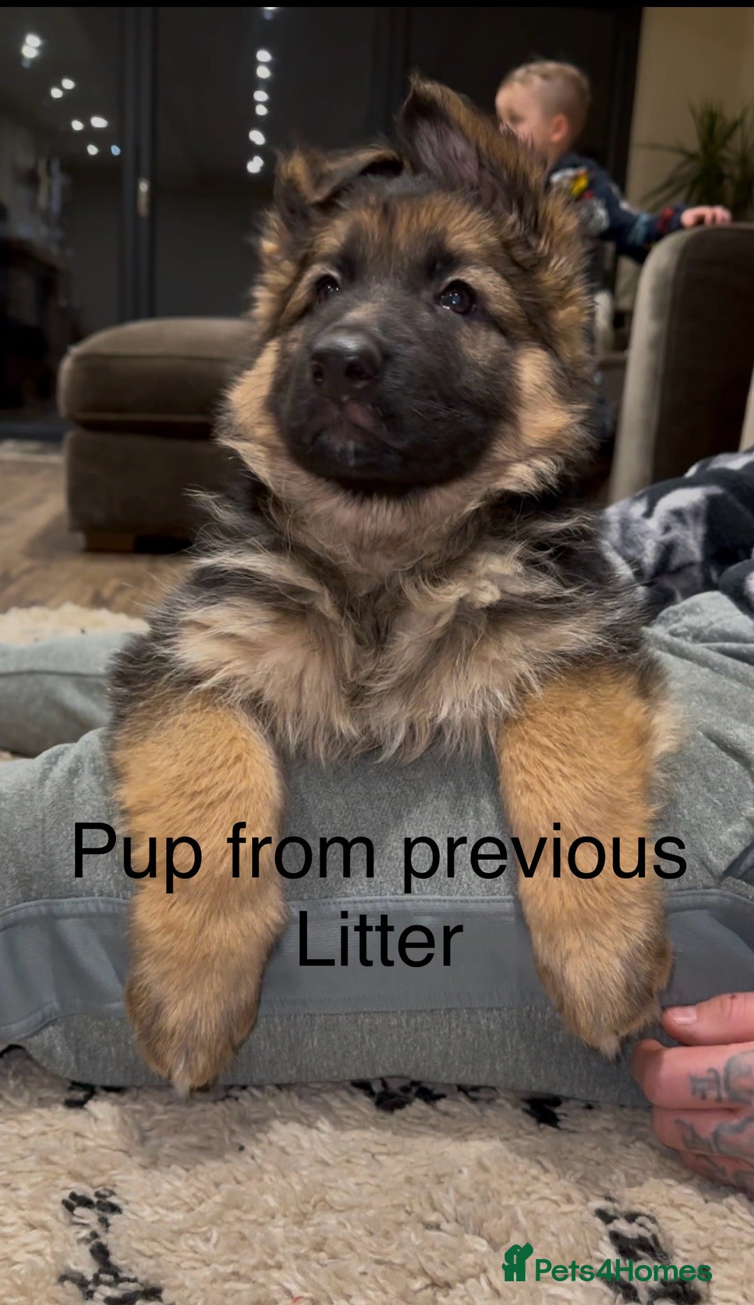 German Shepherd dogs for sale: Beautiful purebred German shepherd puppies - Image 35