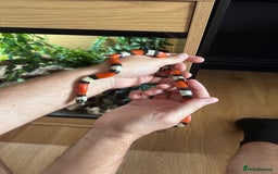 Milk Snake reptiles for sale: Pueblan Milk Snake and full set up - Image 1
