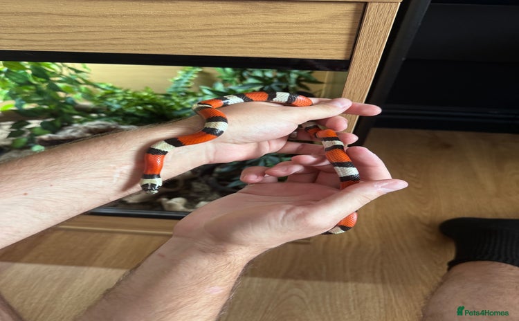 Milk Snake reptiles - Advert 1