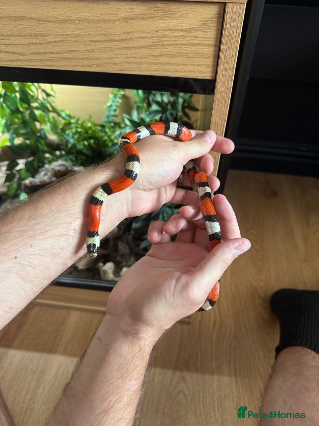 Milk Snake reptiles for sale: Pueblan Milk Snake and full set up - Image 1