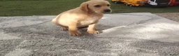 Labrador Retriever dogs for sale: Labrador puppies for sale - Advert 5