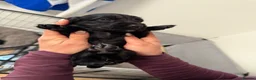 Cocker Spaniel dogs for sale: 3 working Cocker spaniel puppies  - Advert 14